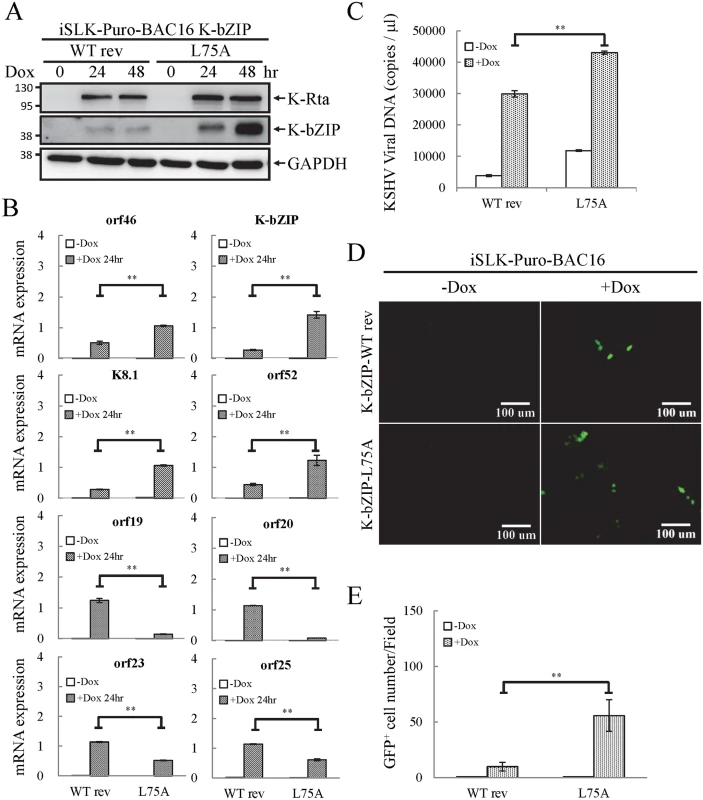 The SUMO E3 ligase activity of K-bZIP is necessary to alleviate the increase in gene expression and virus production during reactivation.