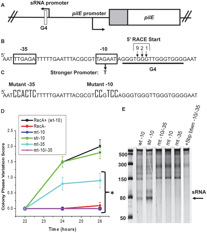 Analysis of the <i>pilE</i> G4-associated sRNA and effect on pilin Av.
