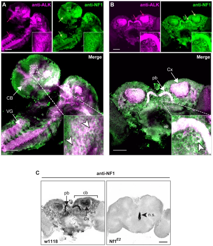 dAlk and dNF1 extensively colocalize in larval and adult CNS.