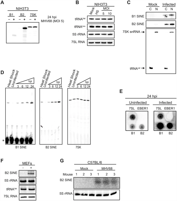 MHV68 infection induces SINE RNA expression with rapid kinetics.