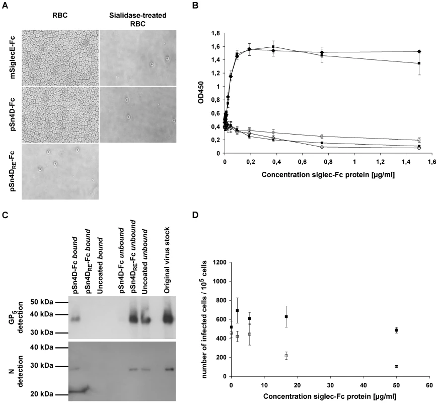 Evaluation of the functionality of pSn4D-Fc as a sialic acid-binding (A &amp; B) and PRRSV-binding (C &amp; D) protein.
