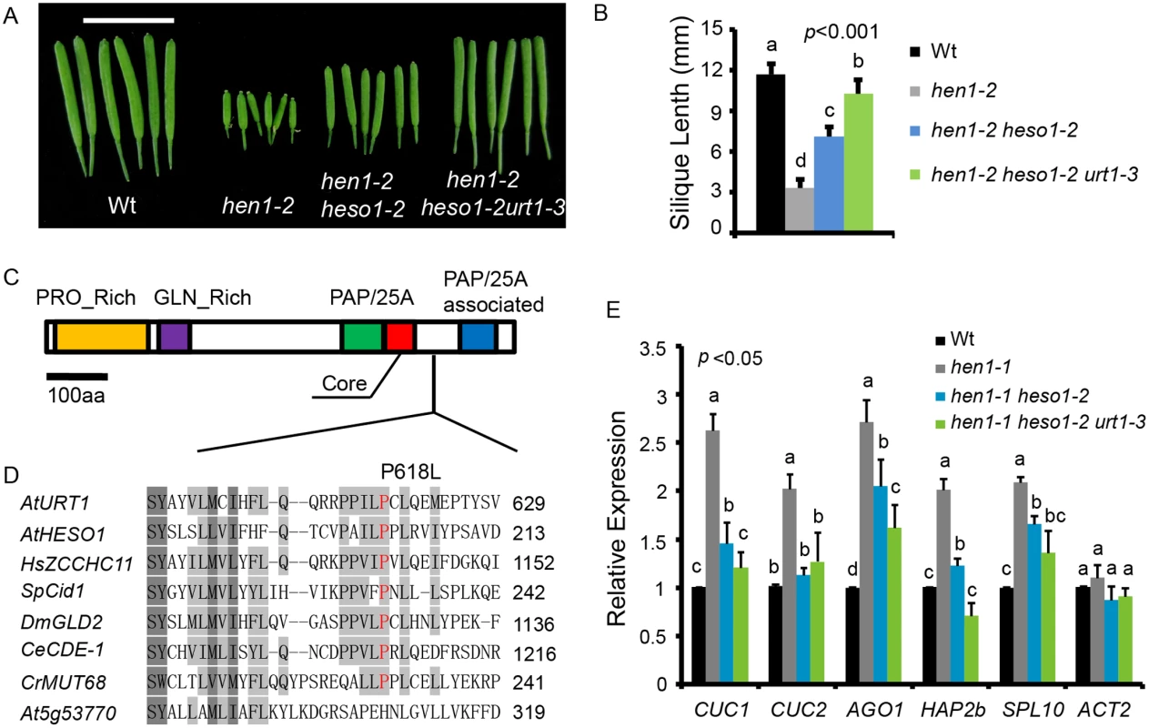 <i>urt1-3</i> increases the silique length in <i>hen1-2 heso1-2</i> and enhances miRNA function in <i>hen1-1 heso1-2</i>.