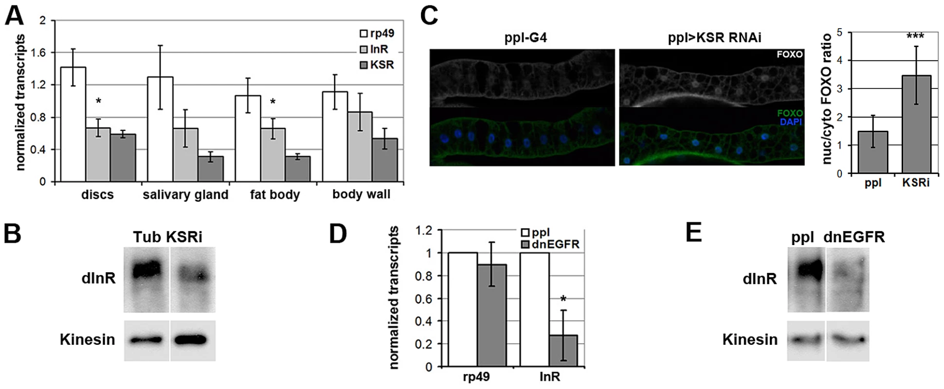 EGFR-MAPK/ERK signaling regulates InR expression and FOXO localization <i>in vivo</i>.