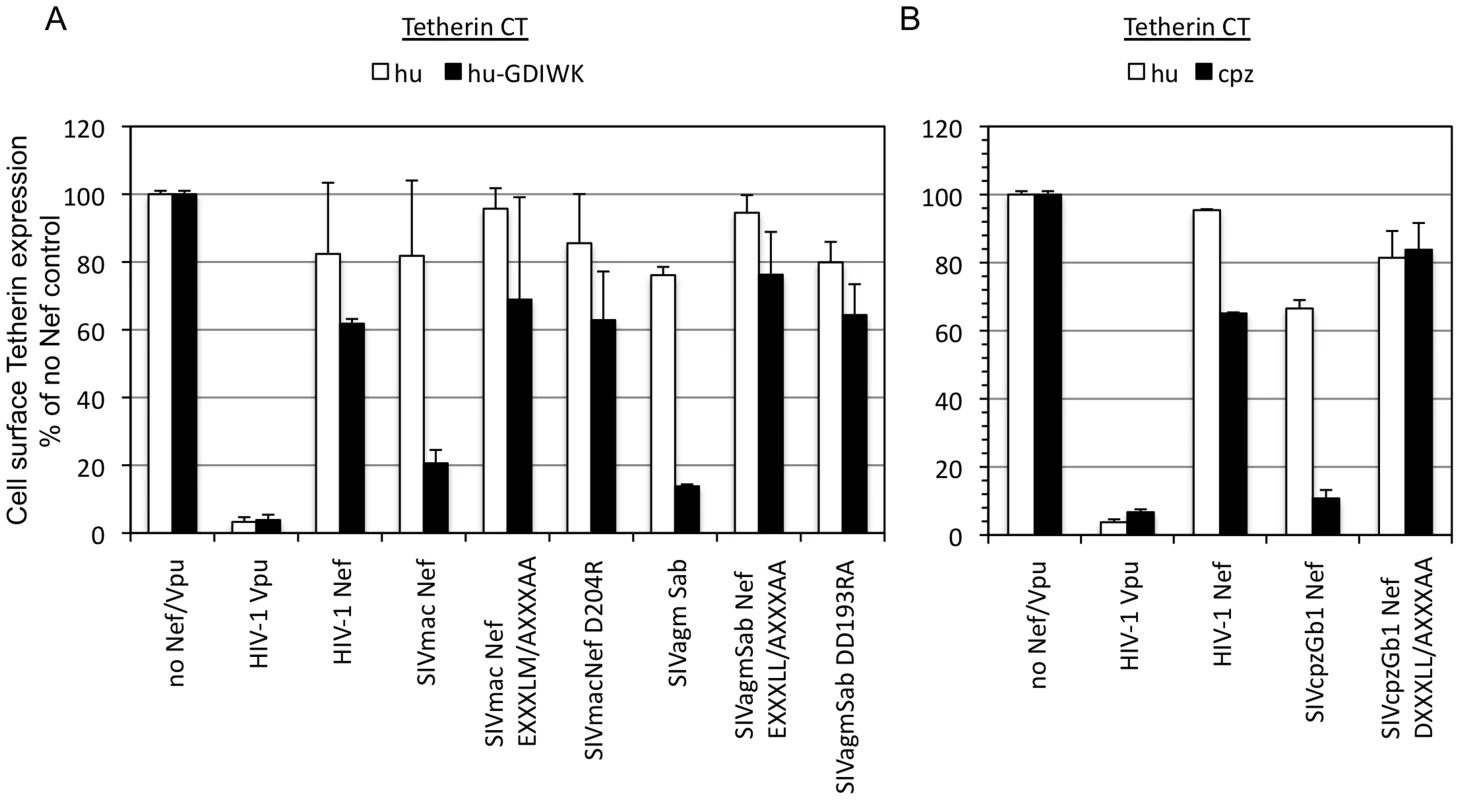 Mutation of Nef residues involved in AP-2 binding affects cell surface downregulation of Tetherin.
