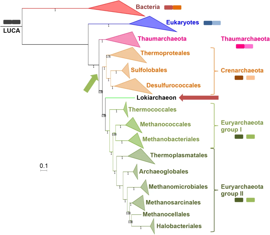 RNA polymerase phylogeny.