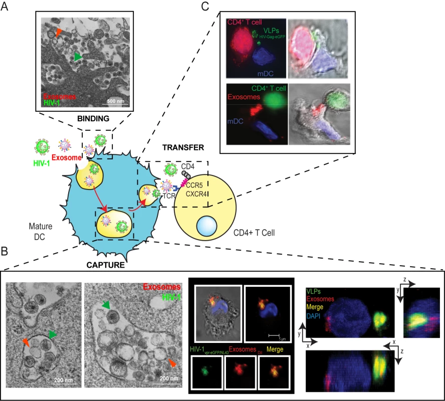 Capture and transfer of HIV-1 particles by mDCs converges with the exosome-dissemination pathway.