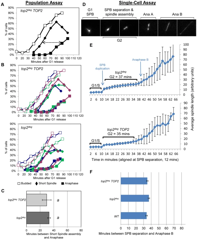 Analysis of G2/M Cell Cycle Checkpoint Activation in <i>top2</i> Mutants.