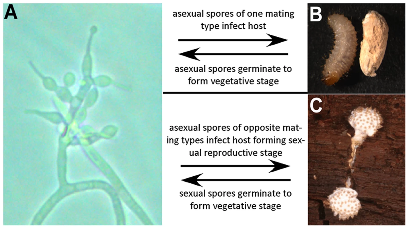 Lifecycle of <i>T. inflatum</i>.
