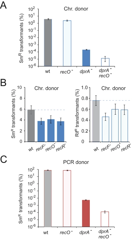 Impact of <i>recFOR</i> inactivation on transformation.