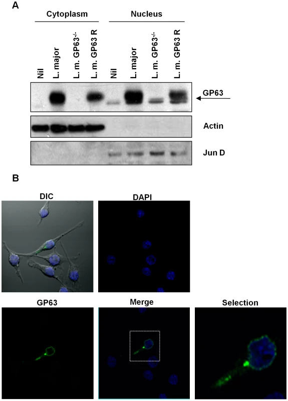 Subcellular localization of GP63.