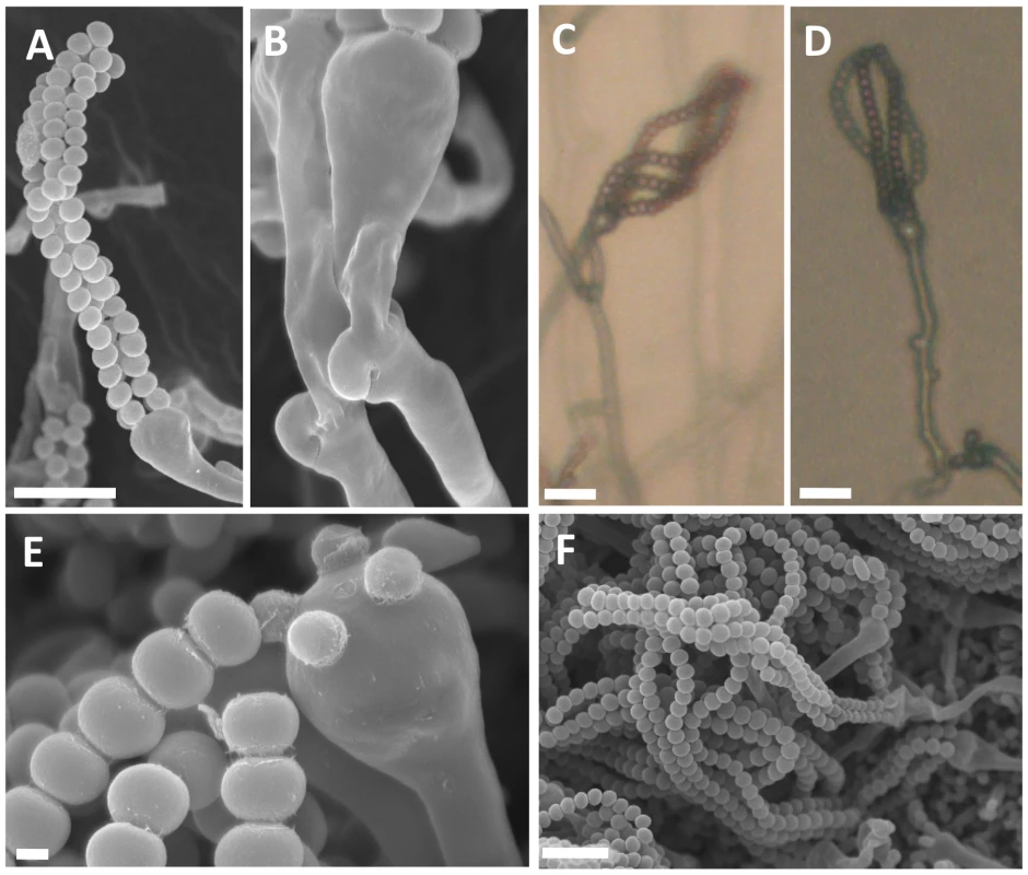 Sexual reproduction of <i>C. amylolentus</i>.