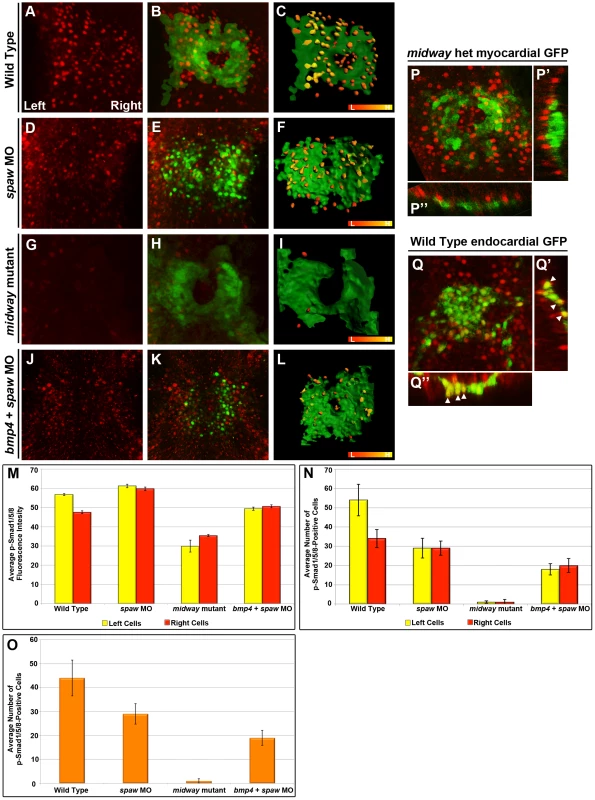 Quantitation of Bmp pathway activity by average fluorescence intensity and number of p-Smad1/5/8 positive cells.