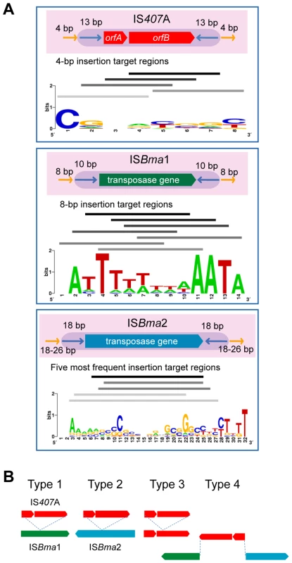 The main IS elements and their insertion target sequences.