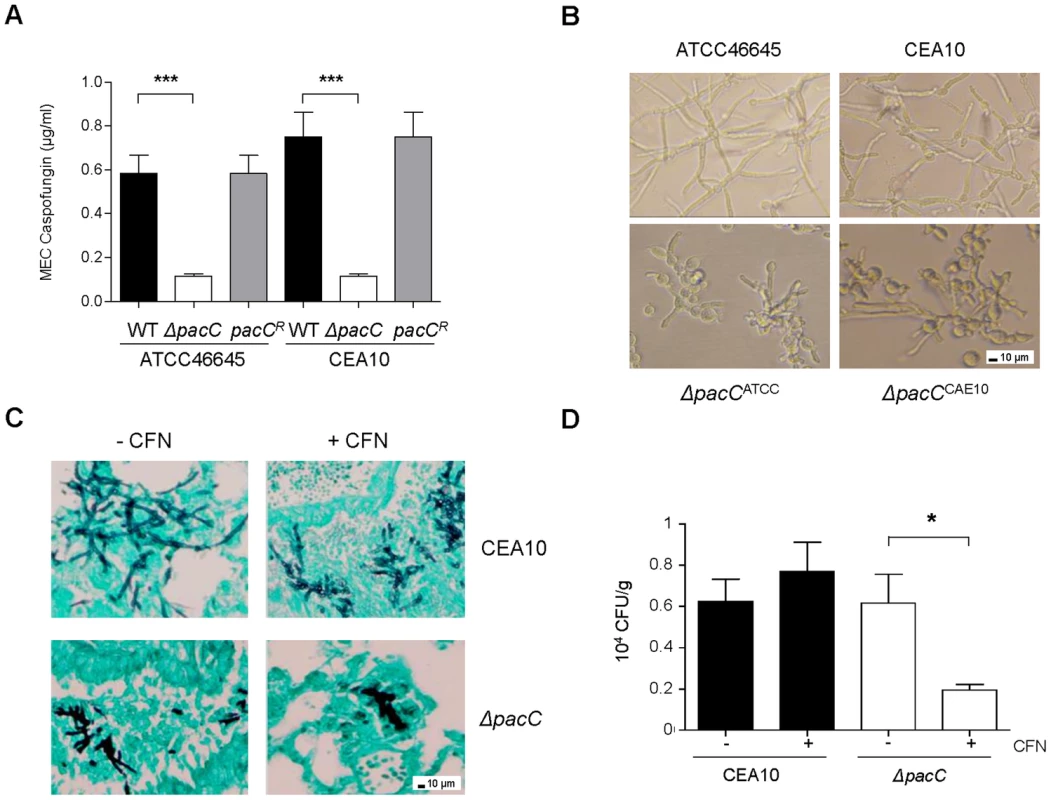 <i>ΔpacC</i> mutants are hypersensitive to cell wall active drugs.