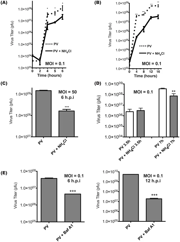 Intracellular poliovirus yields are reduced when cells are treated with inhibitors of vesicle acidification.