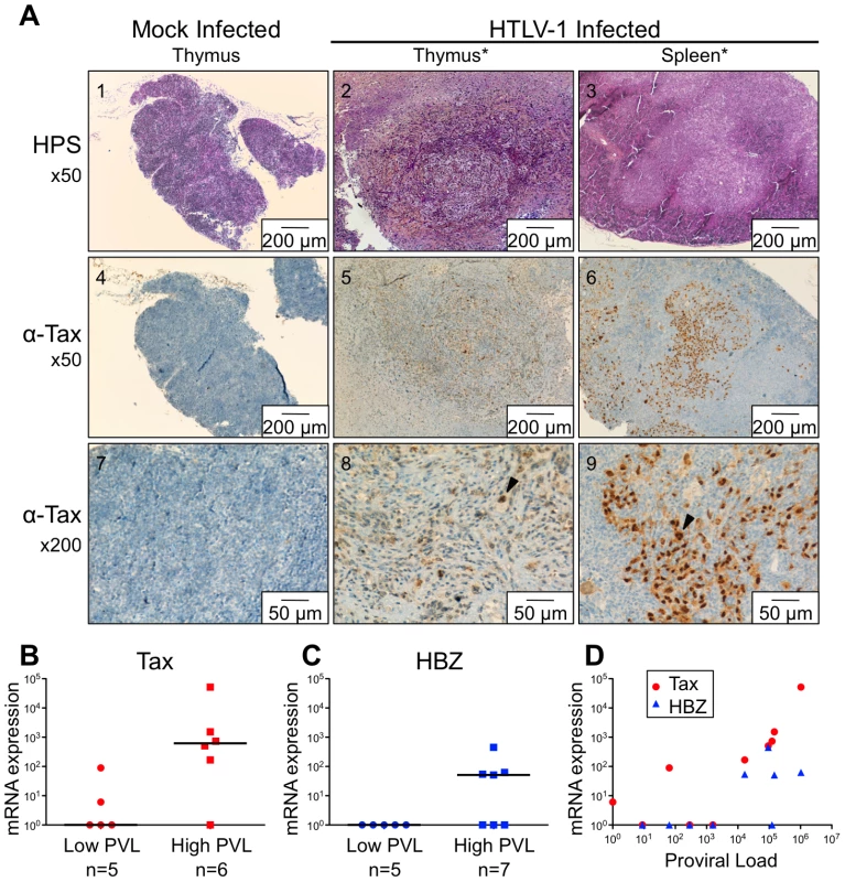 Expression of Tax and HBZ in thymocytes isolated from HTLV-1-infected HIS Rag2<sup>-/-</sup>γ<sub>c</sub><sup>-/-</sup> mice.