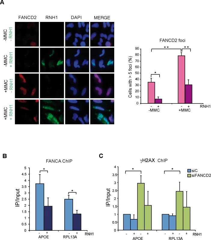 FANCD2 foci assemble in a R-loop dependent manner.