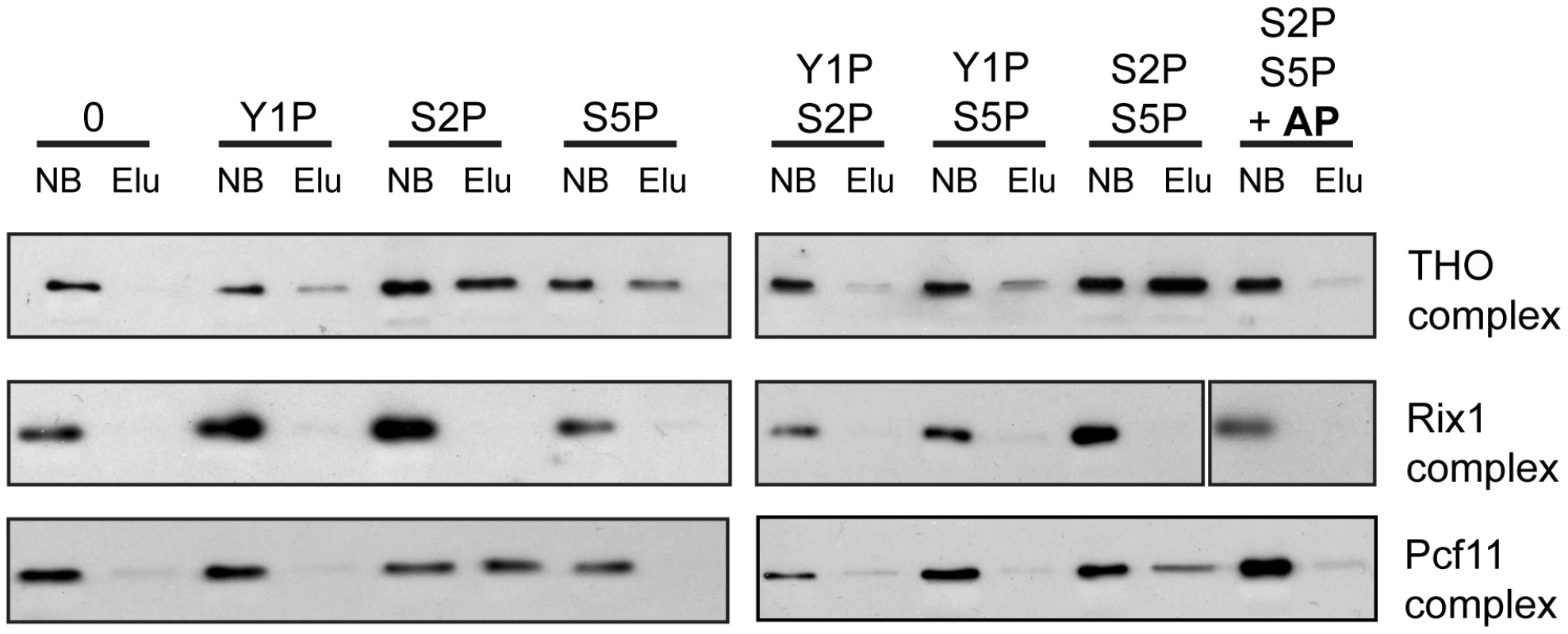 THO binds directly to the S2/S5 diphosphorylated CTD.