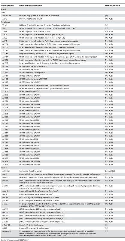 Strains and plasmids used in this study.