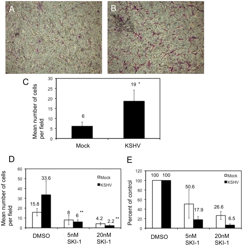 KSHV latent infection promotes endothelial cell transwell migration in a Src-dependent fashion.