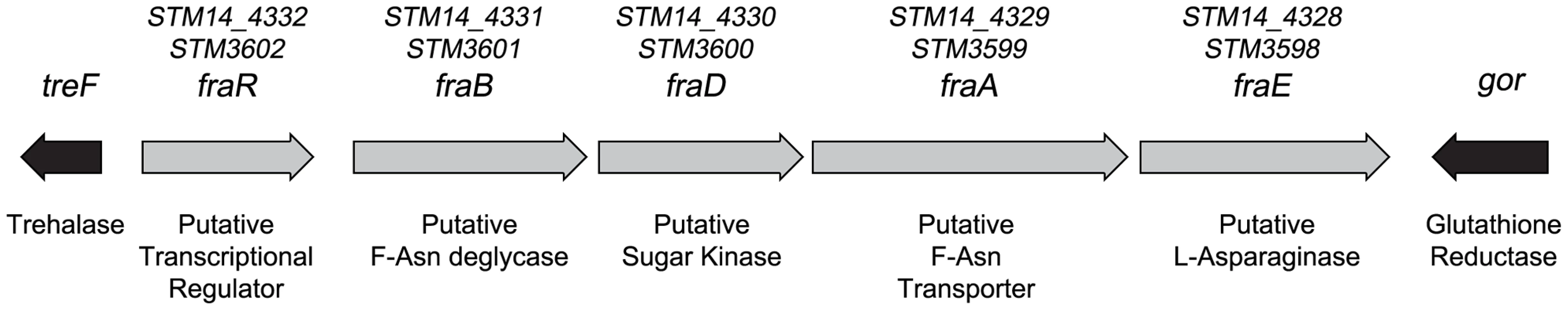 Map of the <i>fra</i> locus of <i>Salmonella enterica</i>.