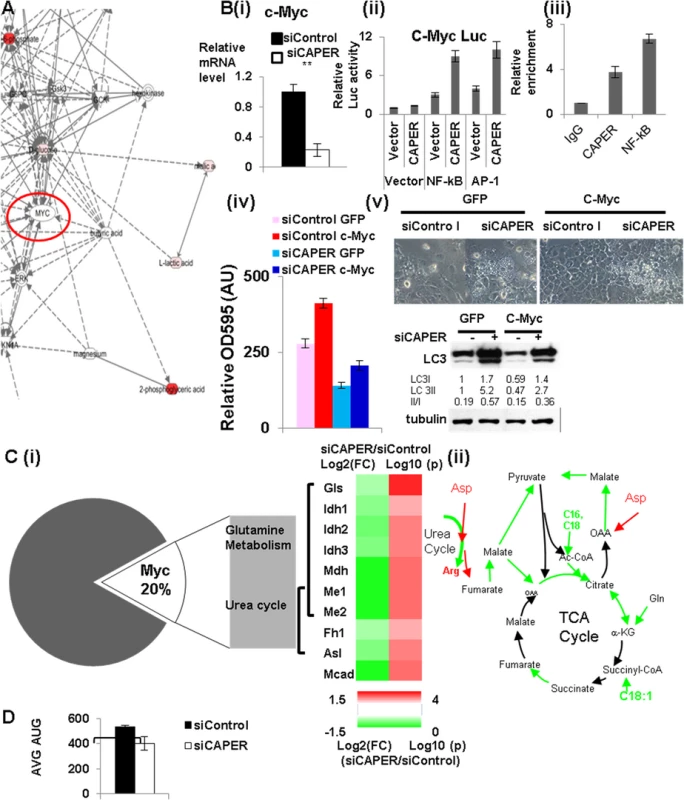 CAPER activates c-Myc leading to activating genes involved in amino acid mediated anaplerosis.