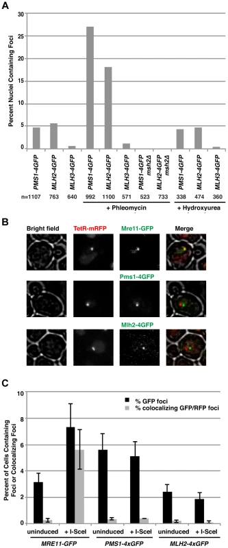 Pms1 and Mlh2 foci are induced upon treatment with phleomycin but not hydroxyurea and do not colocalize with DNA double-strand breaks.