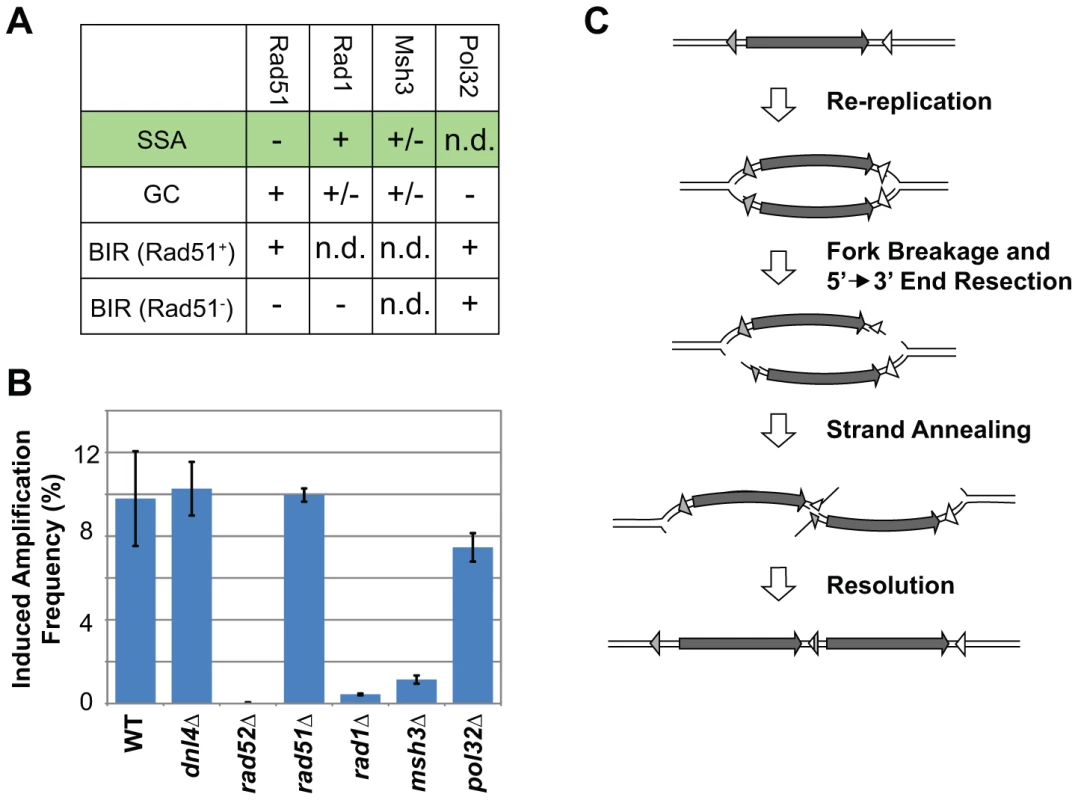 RRIGA is primarily mediated by single-stranded annealing (SSA).