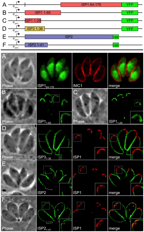 An N-terminal domain is sufficient for IMC sub-compartment targeting of ISP1 and 3 but not ISP2.