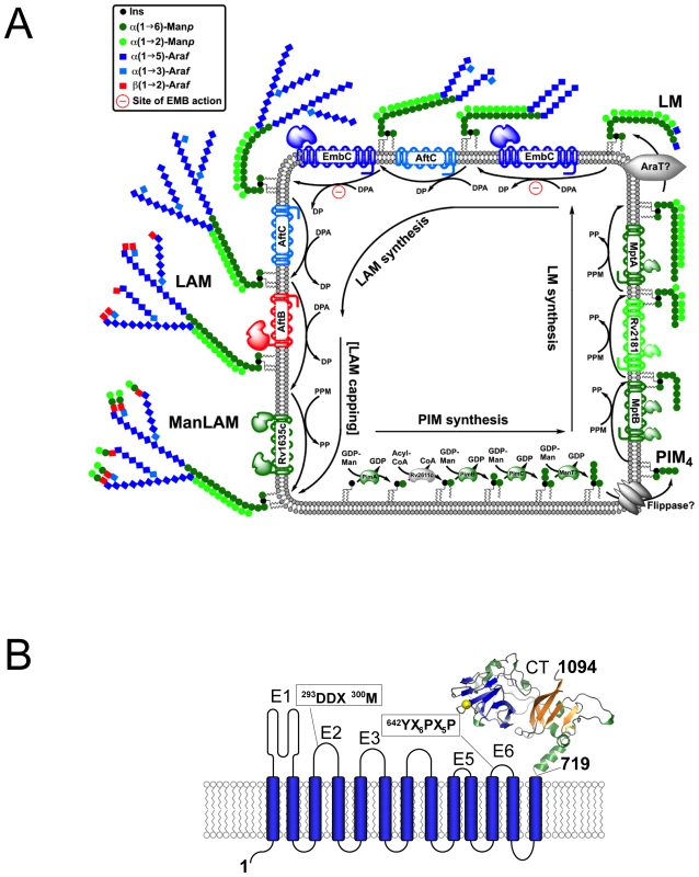 Schematic diagram of LAM synthesis and architecture of <i>M. tuberculosis</i> EmbC.