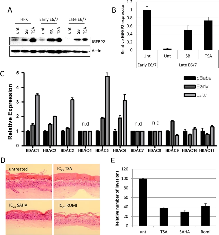 IGFBP2 expression is repressed through enhanced HDAC function.