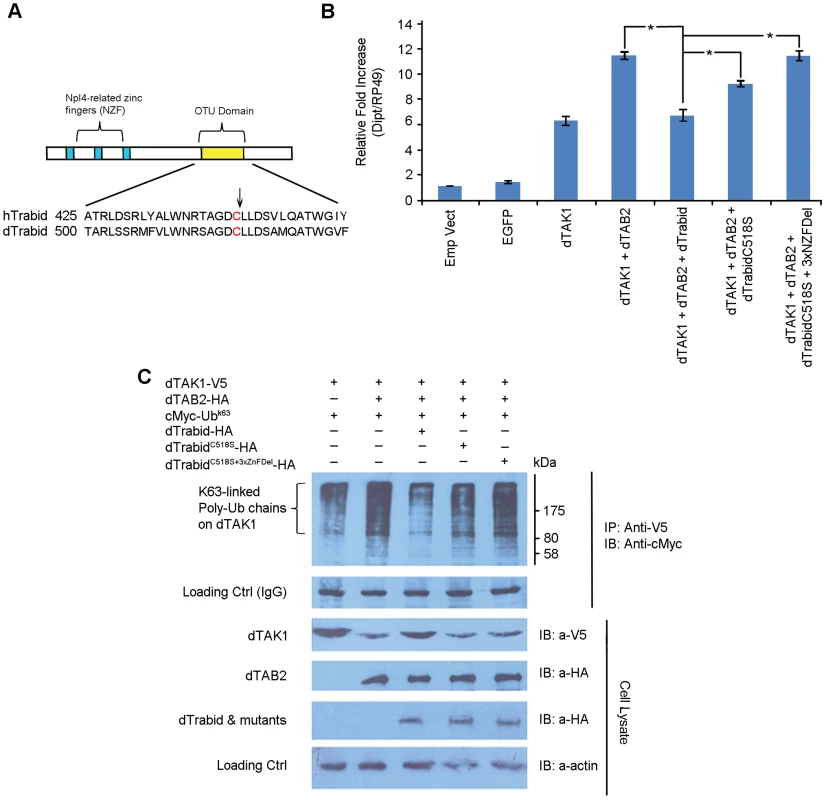 <i>Drosophila</i> Trabid significantly decreases K63-linked polyubiquitination in dTAK1 through its catalytic C518 and NZF domains.