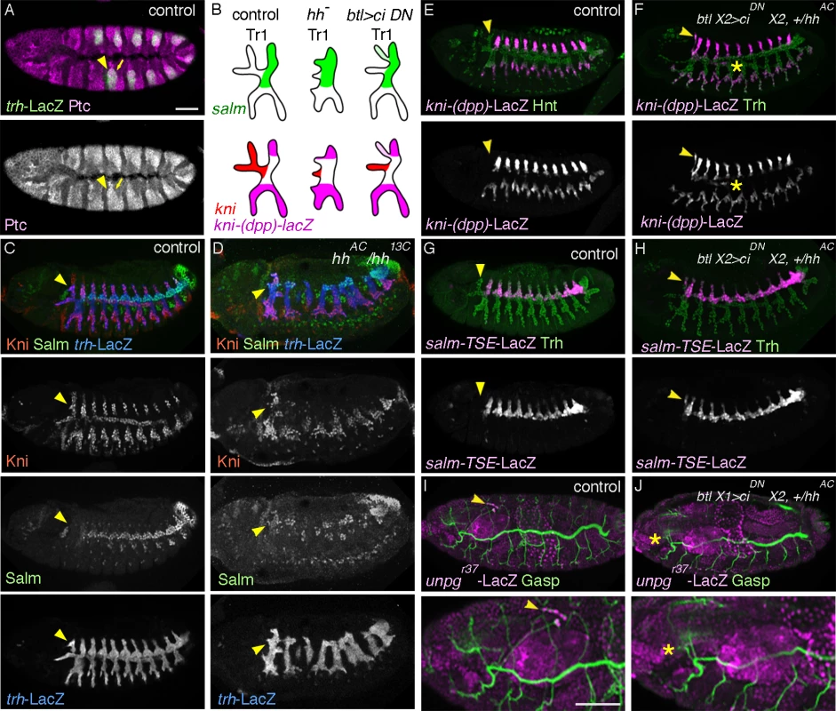 <i>hh</i> signaling in the airways is required for DTa1 development.