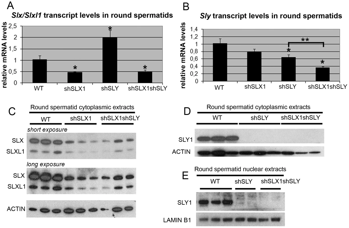 The combination of shSLX and shSLY transgenes produces an efficient knockdown of <i>Slx/Slxl1</i> and <i>Sly</i> genes.