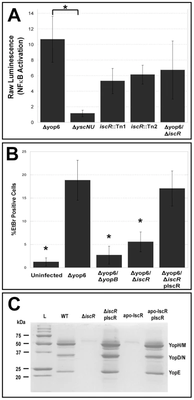 IscR modulates <i>Y. pseudotuberculosis</i> T3SS function.