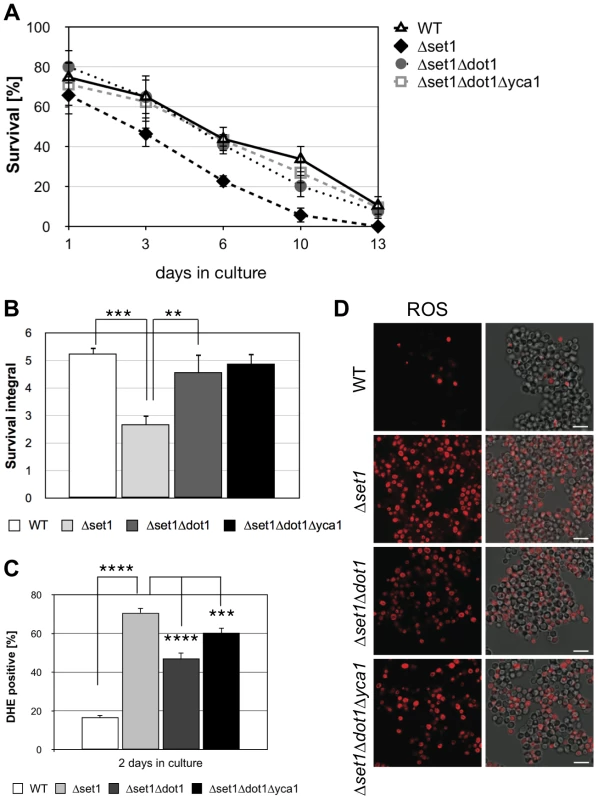 Dot1p is required for Yca1p-dependent cell death of <i>Δset1</i> cells.