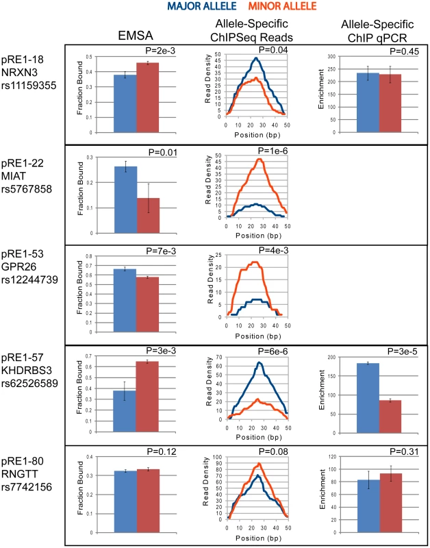 Allele-specific recruitment to pRE1s in GM12878 cells.