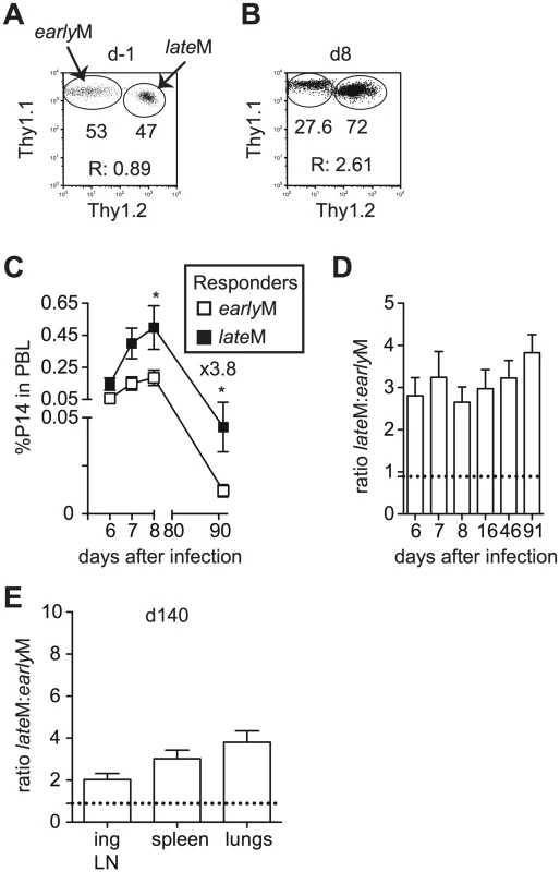 Proliferation and ‘memory generation potential’ of CD62Lhi memory cells increases with time after infection.