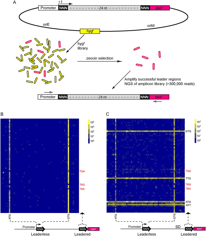 A translational reporter system identified leaderless and leadered initiation codon preferences.