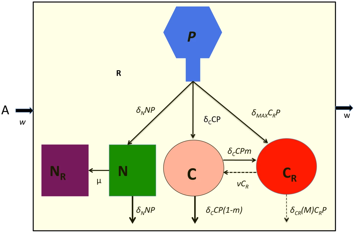 Model of the population dynamics of lytic phage with CRISPR-mediated adaptive immunity and envelope resistance in continuous culture: <i>P</i> – phage, <i>N</i> – phage sensitive non–CRISPR bacteria, <i>N<sub>R</sub></i> – envelope resistant, non–CRISPR bacteria C - phage sensitive CRISPR bacteria, <i>C<sub>R</sub></i> - phage immune CRISPR bacteria.