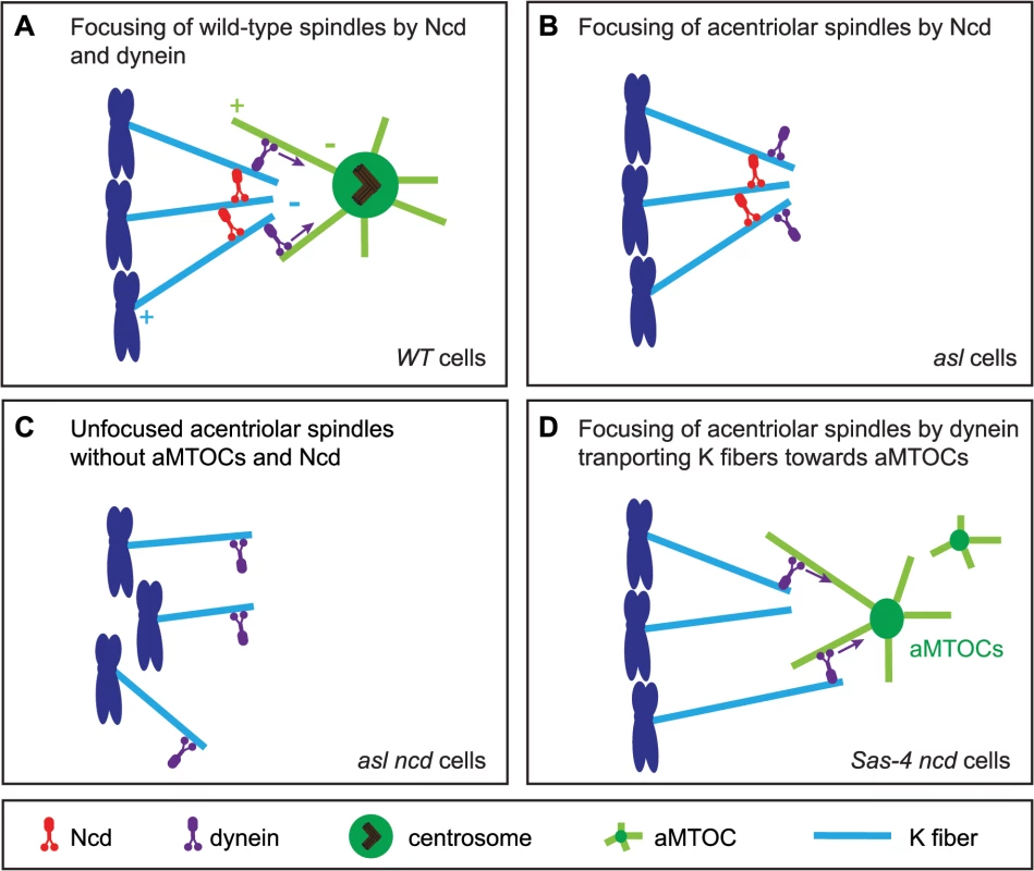 A model for acentriolar spindle pole focusing by the molecular motors dynein and Ncd.