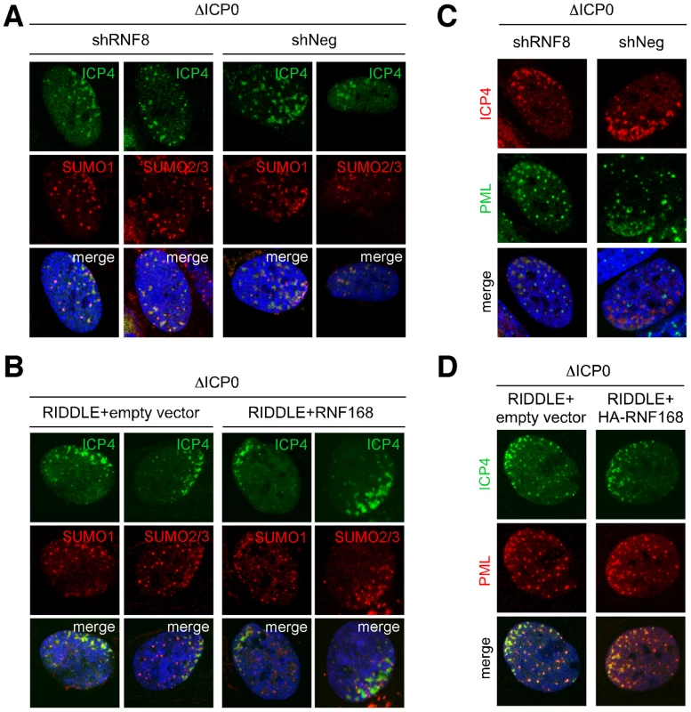 SUMO accumulation at sites associated with incoming viral genomes is not dependent on RNF8 or RNF168.