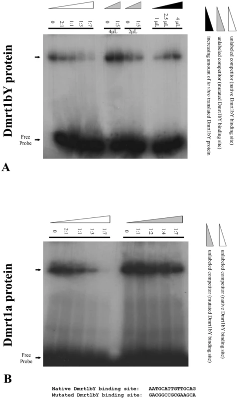 Electrophoretic Mobility Shift Analysis (EMSA) of <i>in vitro</i> translated Dmrt1bY protein interaction with the Dmrt1 binding target derived from its own promoter.