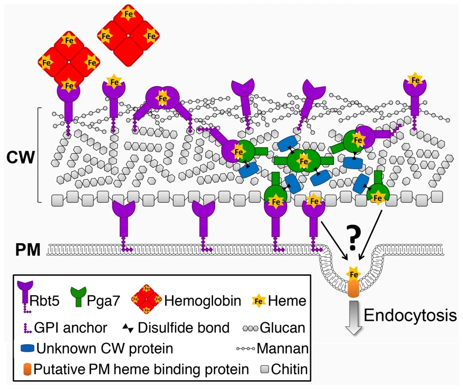 Schematic model of the heme relay network that extracts heme from hemoglobin and delivers it to the endocytic pathway.