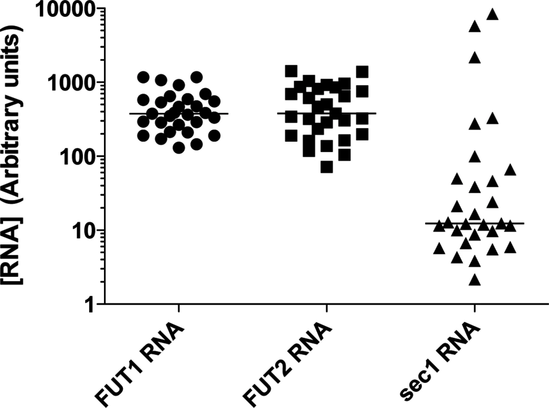 RNA expression of the α1,2fucosyltransferases genes in the rabbit duodenum.
