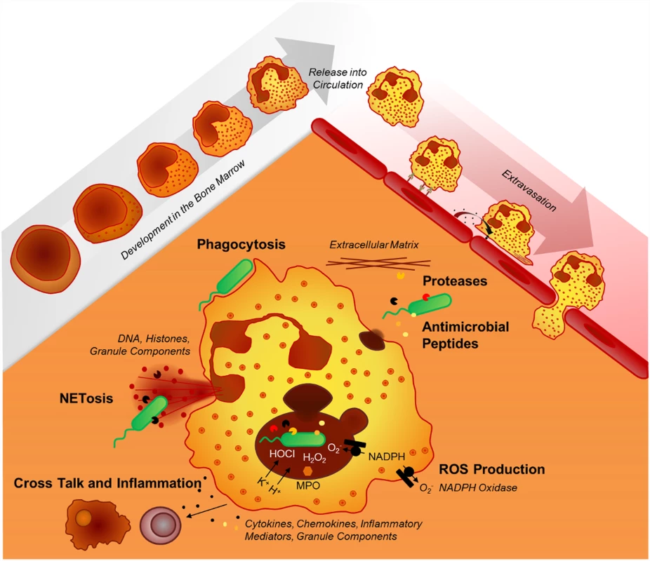 Neutrophil effector mechanisms.