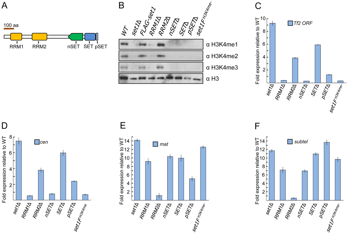 Set1 represses different classes of repetitive elements via distinct functional domains.