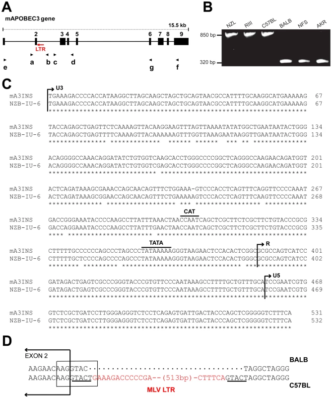 Genomic structure of mA3.