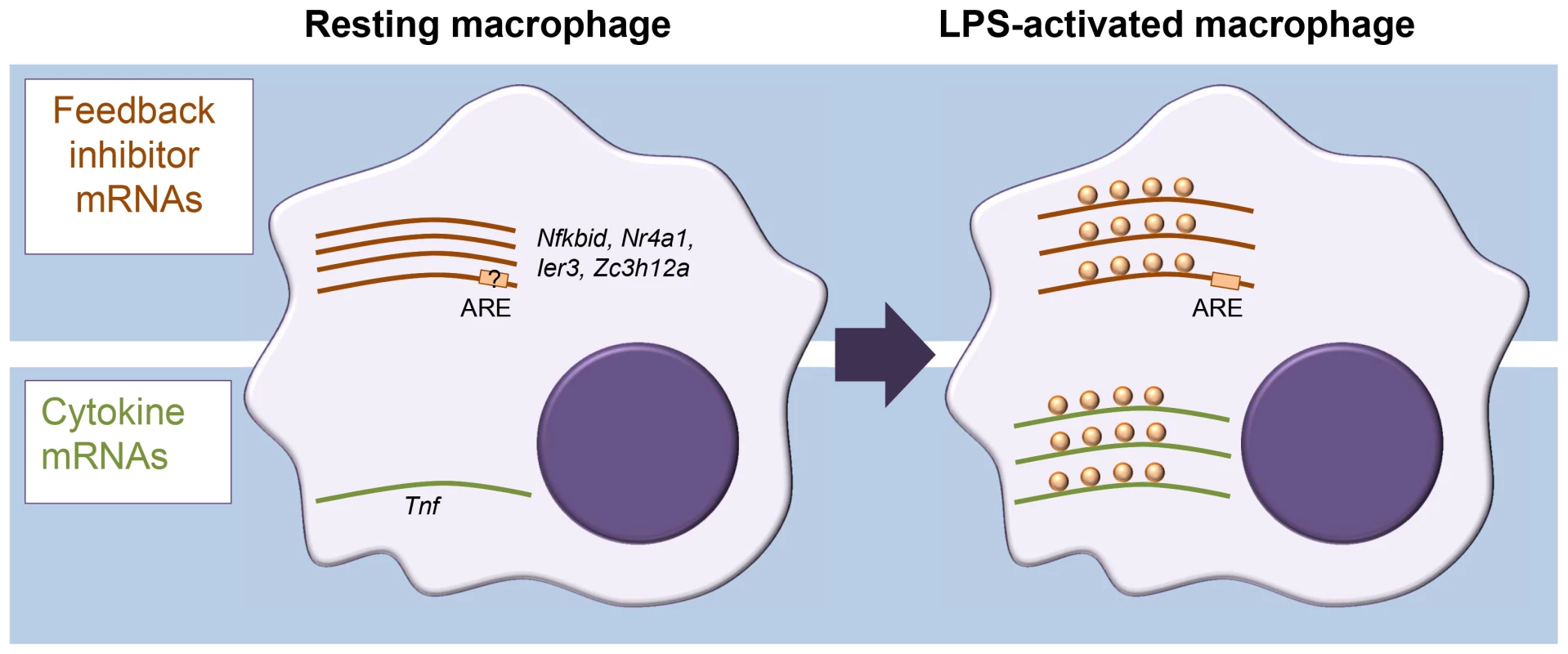 Different modes of mRNA regulation in inflammation.