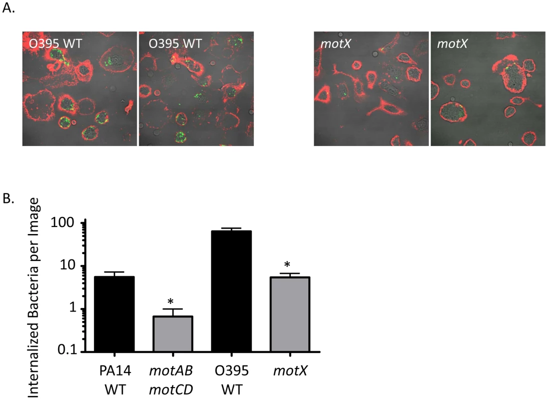 Fluorescence microscopy of phagocytic interactions with GFP-expressing bacteria.